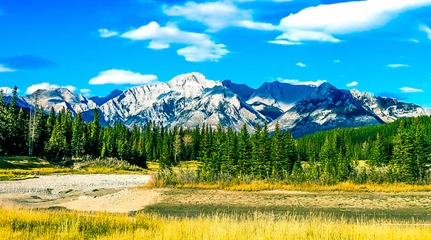 Whistler parent image