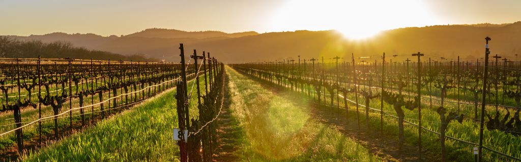 Napa Valley 