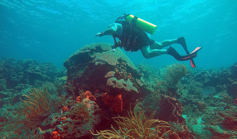 Underwater Tobago some of the best diving in the Caribbean