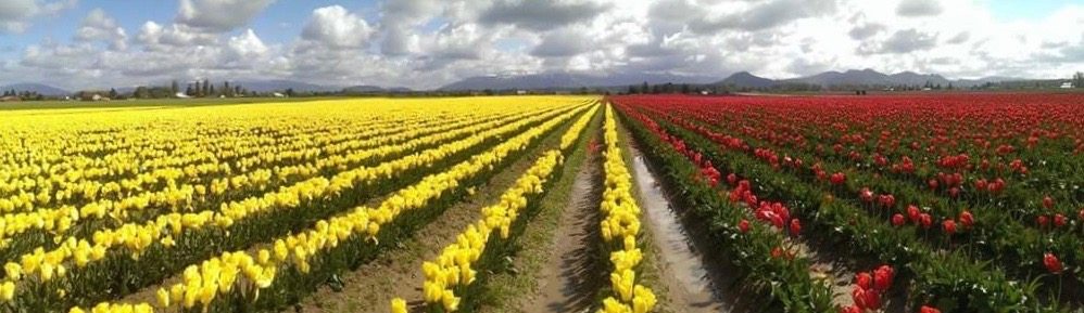 The tulips of Skagit County