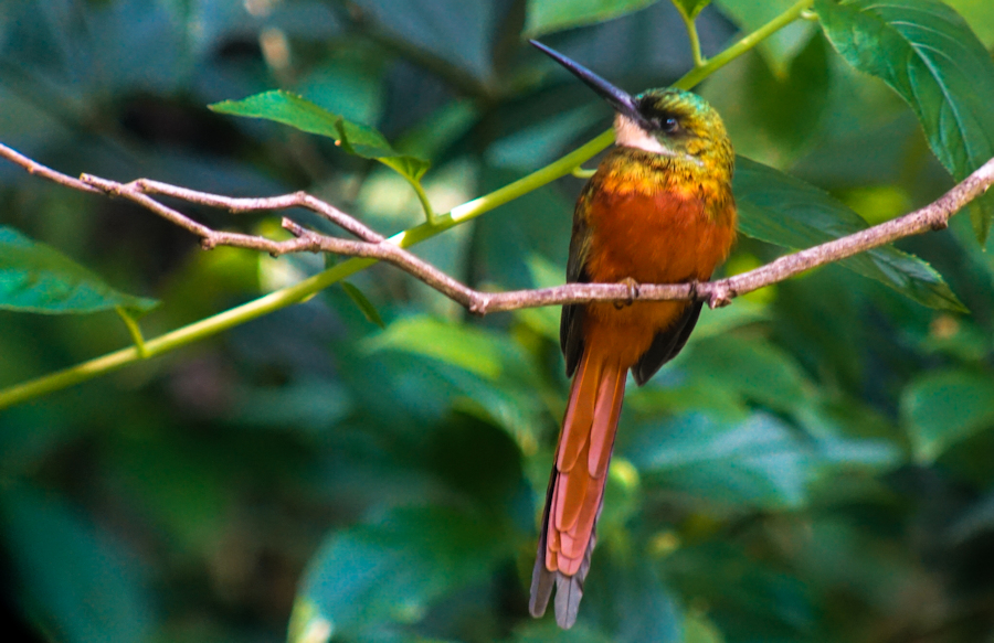 Tobago is a birdwatchers paradise with over 400 species to see.