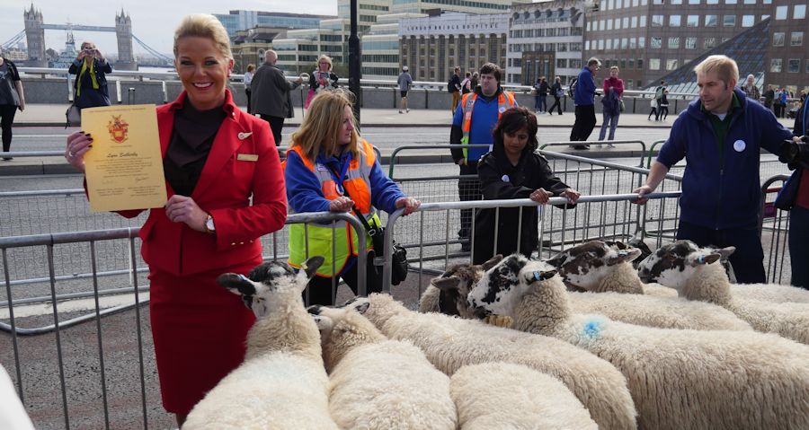 Lynn drives sheep across London Bridge