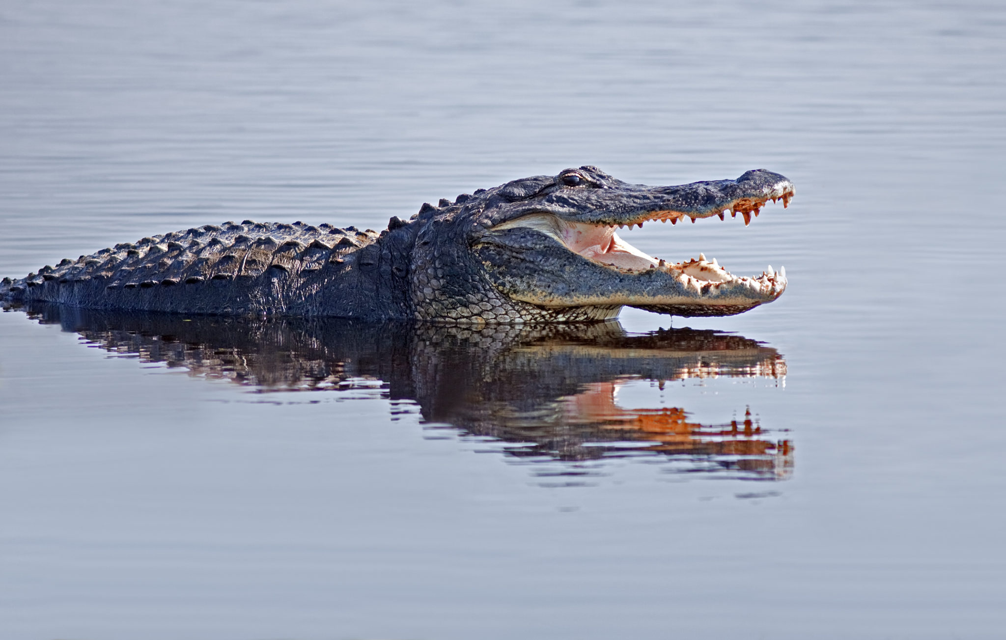 Alli Gator Photoshoot